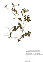 牻牛兒苗藏品圖，第1張